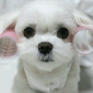 Meet your Posher, Terra